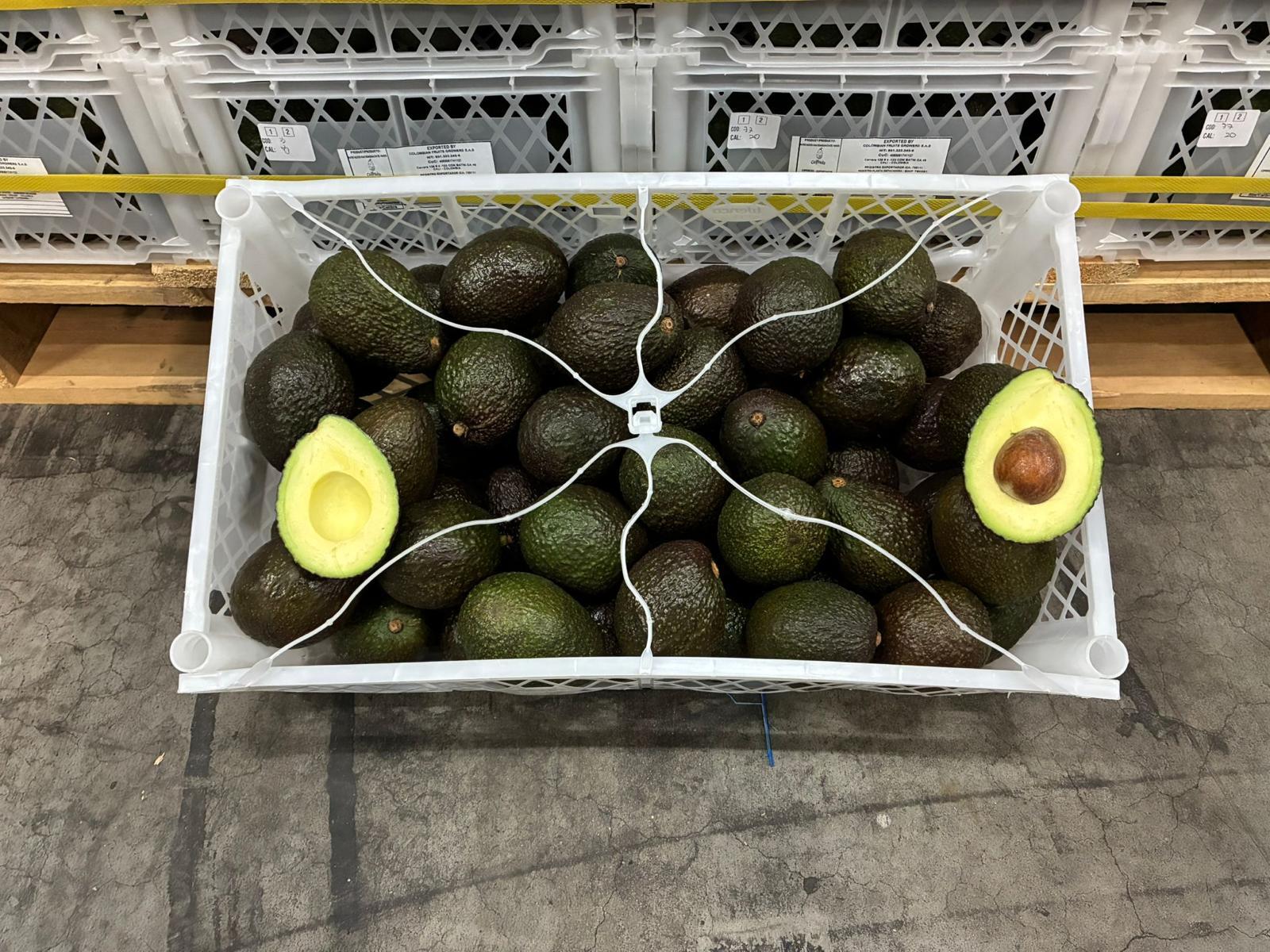 Avocados im Großgebinde
