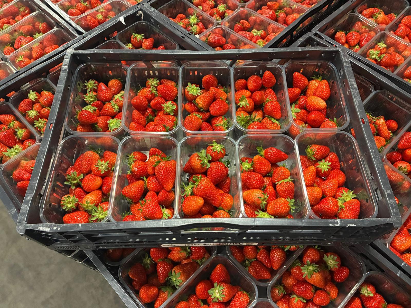 Erdbeeren frisch geliefert